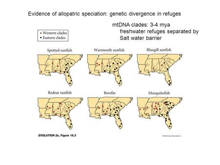 Evidence of allopatric speciation: genetic divergence in refuges mtDNA clades: 3-4 mya freshwater refuges separated by Salt water barrier.