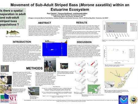 Movement of Sub-Adult Striped Bass (Morone saxatilis) within an Estuarine Ecosystem Paul Clerkin*, Thomas Grothues†, and Kenneth Able † *Undergraduate.