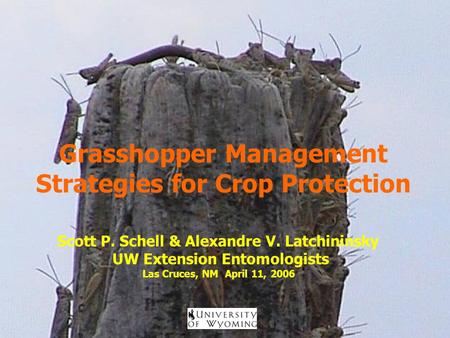 Grasshopper Management Strategies for Crop Protection Scott P. Schell & Alexandre V. Latchininsky UW Extension Entomologists Las Cruces, NM April 11, 2006.