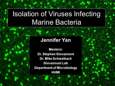 Isolation of Viruses Infecting Marine Bacteria Jennifer Yan Mentors: Dr. Stephen Giovannoni Dr. Mike Schwalbach Giovannoni Lab Department of Microbiology.