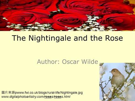 The Nightingale and the Rose Author: Oscar Wilde 圖片來源 pwww.fwi.co.uk/blogs/rural-life/Nightingale.jpg www.digitalphotoartistry.com/roses/roses.html.