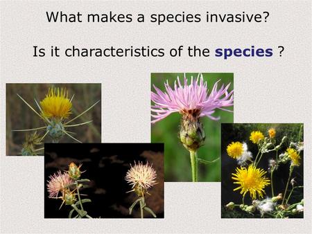 What makes a species invasive? Is it characteristics of the species ?
