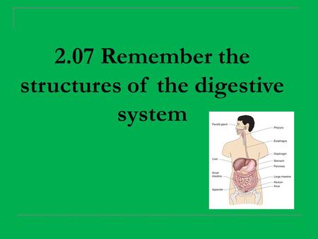 2.07 Remember the structures of the digestive system