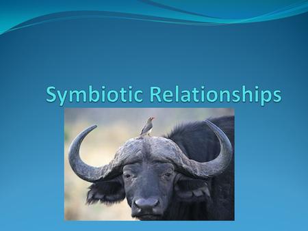 Symbiotic Relationships A close ecological relationship between two or more different species.