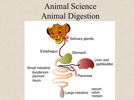Animal Science Animal Digestion. Objective 1 Name, locate and describe the functions of the parts of the digestive systems of ruminant and nonruminant.