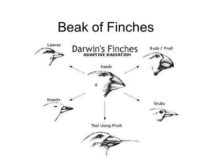 Beak of Finches. Tools to be used to simulate the beaks of finches pliers hairclip Tweezers (forceps) clothespin.