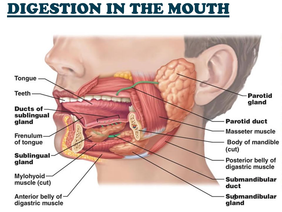 Digestive Mouth 65