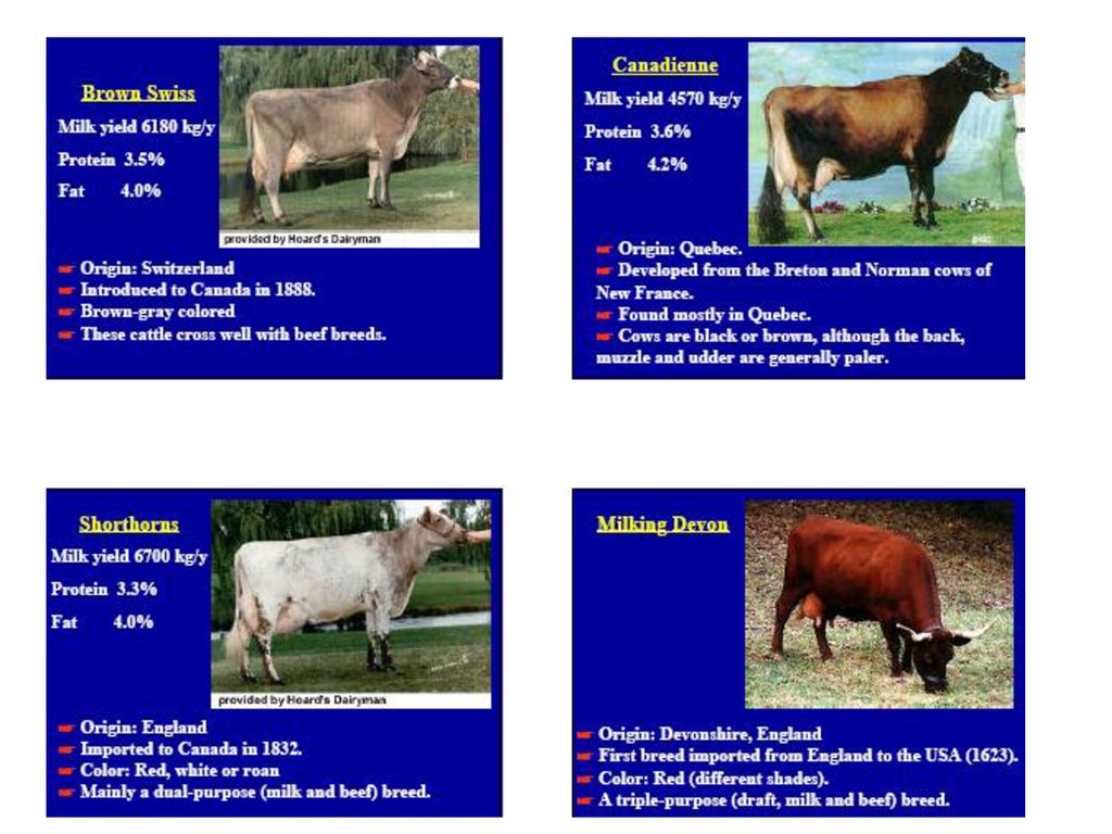 Dairy Productivity. - ppt download