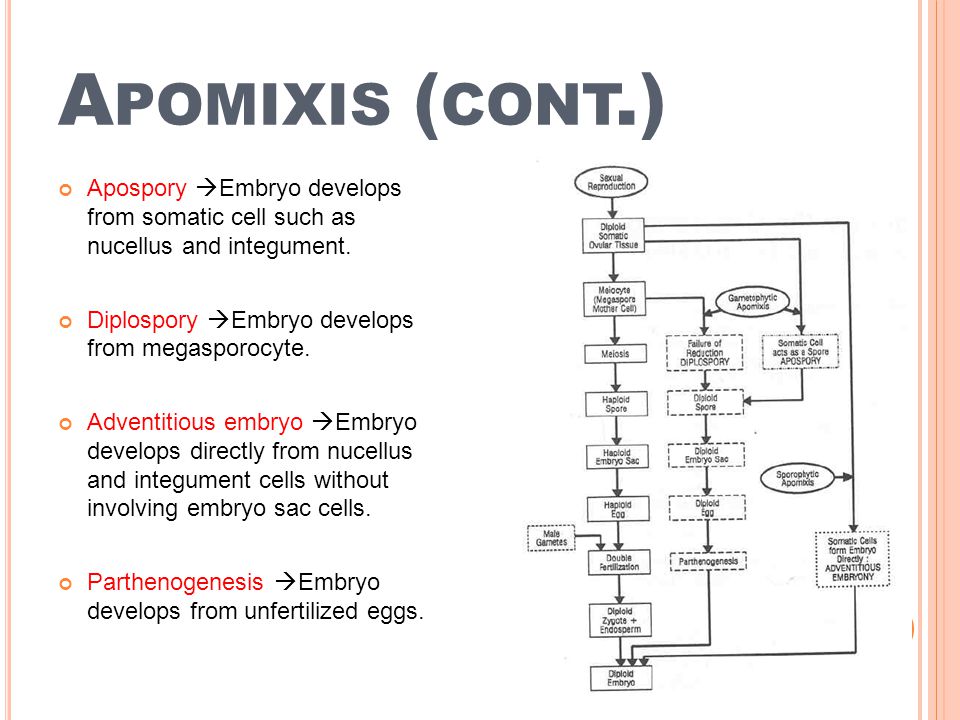 the chemistry of natural products 6 plenary lectures presented at the sixth international symposium on