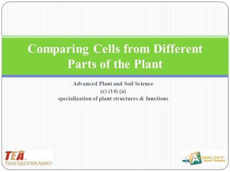 Comparing Cells from Different Parts of the Plant