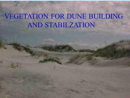 VEGETATION FOR DUNE BUILDING AND STABILZATION. Historic Dune Plant Commercial Production & Availability in North Carolina Studies initiated on east, gulf,