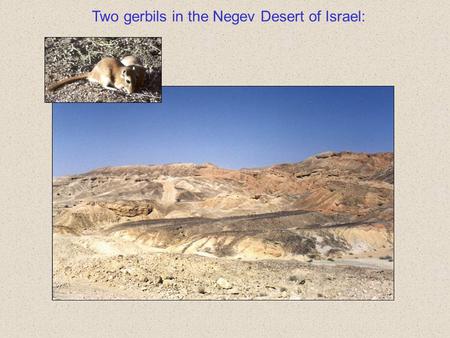 Two gerbils in the Negev Desert of Israel:. Gerbillus pyramidum (ca. 40 g) Gerbillus allenbyi (ca. 26 g) The two gerbils differ mostly in size: solitary.