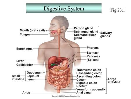 Digestive System Fig 23.1.