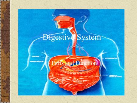 Digestive System Parts and Function. Digestion All organisms are composed of four complex biological molecules: lipids (or fats), proteins, carbohydrates,