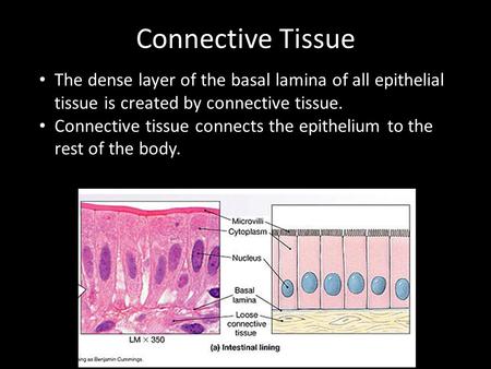 Connective Tissue The dense layer of the basal lamina of all epithelial tissue is created by connective tissue. Connective tissue connects the epithelium.
