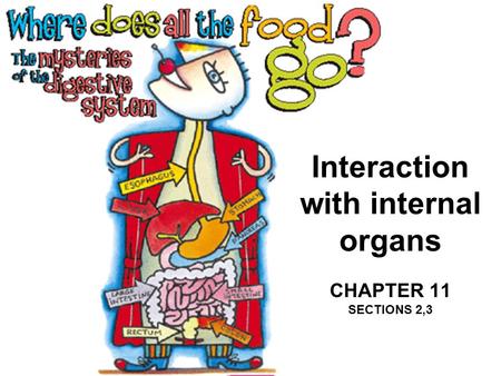 Interaction with internal organs CHAPTER 11 SECTIONS 2,3.