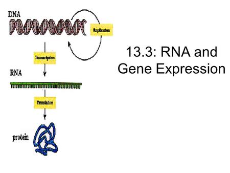 13.3: RNA and Gene Expression