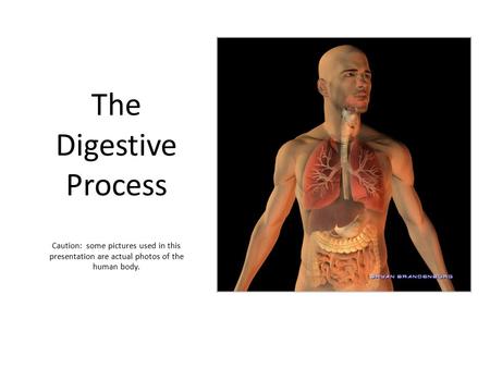 The Digestive Process Caution: some pictures used in this presentation are actual photos of the human body.