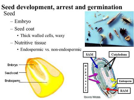 Seed development, arrest and germination Seed –Embryo –Seed coat Thick walled cells, waxy –Nutritive tissue Endospermic vs. non-endospermic.