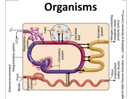 Organisms Organ Systems – Working Together There are many different organs in the body: the liver, kidneys, heart, even your skin is an organ Organ Systems.