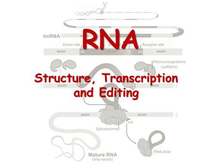 RNA Structure, Transcription and Editing. What is Protein Synthesis? The transcription and translation of specific parts of DNA to form proteins. *Goal.