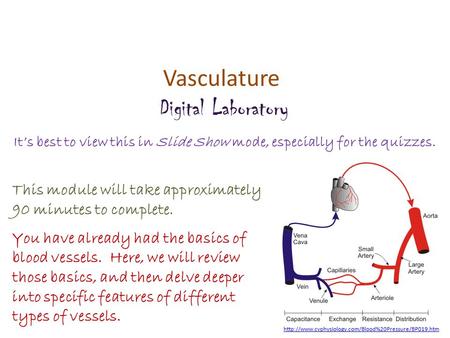 Vasculature Digital Laboratory It’s best to view this in Slide Show mode, especially for the quizzes. This module will take approximately 90 minutes to.