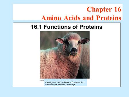 Chapter 16 Amino Acids and Proteins 16.1 Functions of Proteins Copyright © 2007 by Pearson Education, Inc. Publishing as Benjamin Cummings.