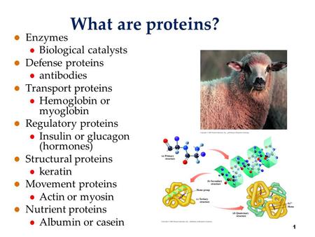 What are proteins? Enzymes Biological catalysts Defense proteins antibodies Transport proteins Hemoglobin or myoglobin Regulatory proteins Insulin or glucagon.