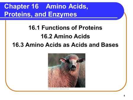 Chapter 16 Amino Acids, Proteins, and Enzymes