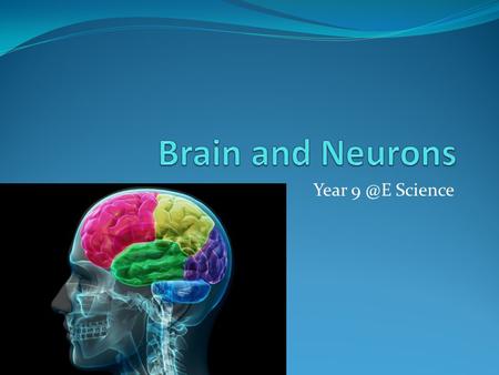 Brain and Neurons Year 9 @E Science.