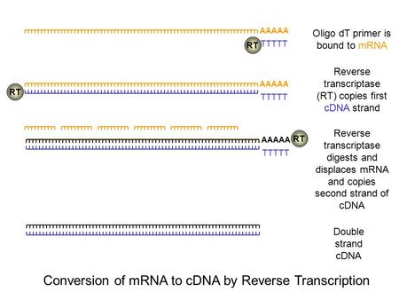Conversion of mRNA to cDNA by Reverse Transcription