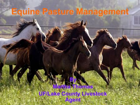 Equine Pasture Management By Martha Thomas UF/Lake County Livestock Agent.