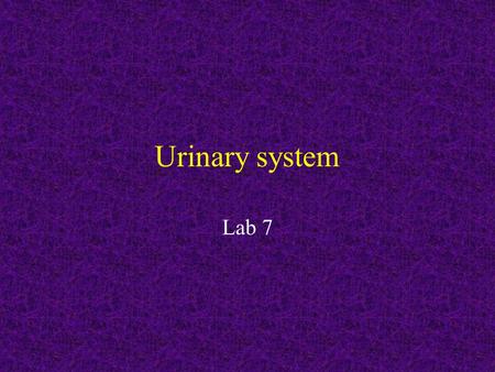 Urinary system Lab 7.