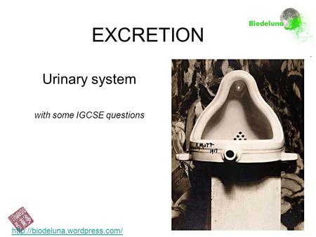 Urinary system with some IGCSE questions