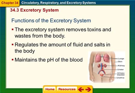 Circulatory, Respiratory, and Excretory Systems 34.3 Excretory System Functions of the Excretory System  The excretory system removes toxins and wastes.