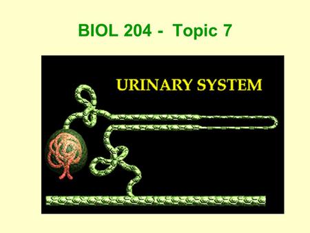 BIOL 204 - Topic 7. Objective 1Organs of the Urinary System (2) Kidneys which manufacture urine (2) Ureters which transport urine from the kidneys to.