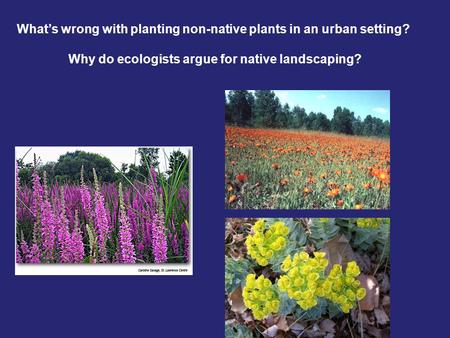 What’s wrong with planting non-native plants in an urban setting? Why do ecologists argue for native landscaping?