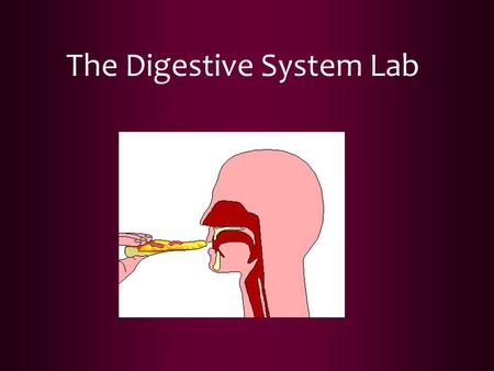 The Digestive System Lab. During this lab you will come in contact with food and other lab equipment. You may NOT eat any of the food or misuse any of.