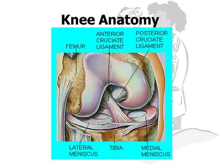 Knee Anatomy.