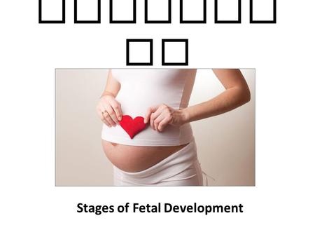 Stages of Fetal Development