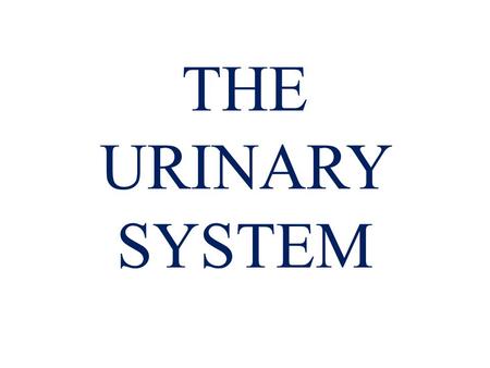 THE URINARY SYSTEM.