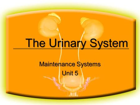 The Urinary System Maintenance Systems Unit 5. Basic Functions of the Urinary System Regulates the composition and volume of the blood by removing and.