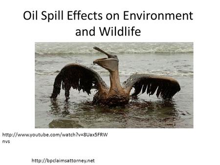Oil Spill Effects on Environment and Wildlife