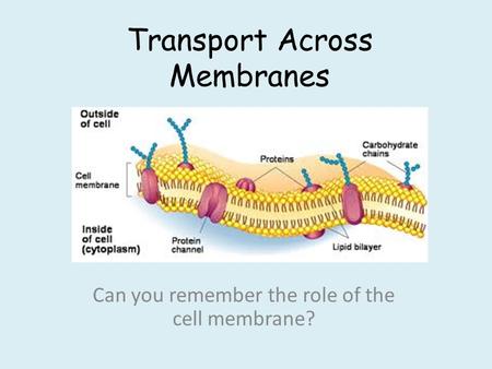 Transport Across Membranes