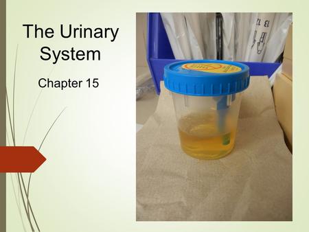 The Urinary System Chapter 15. Quick Overview of the Urinary System.