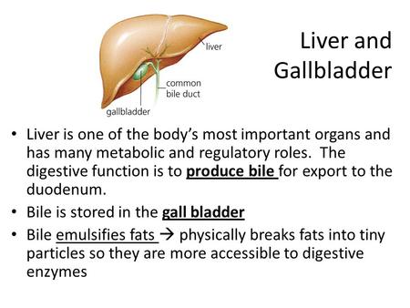 Liver and Gallbladder Liver is one of the body’s most important organs and has many metabolic and regulatory roles. The digestive function is to produce.