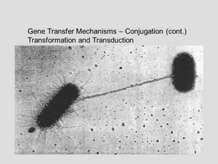 Gene Transfer Mechanisms – Conjugation (cont.) Transformation and Transduction.