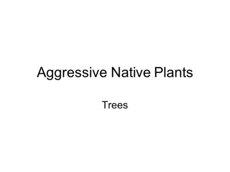 Aggressive Native Plants Trees. Big-toothed aspen (Populus grandidentata)
