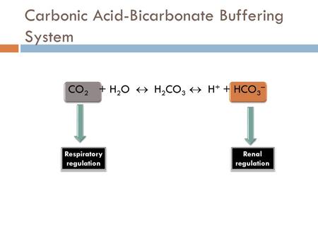 Carbonic Acid-Bicarbonate Buffering System CO 2 + H 2 O  H 2 CO 3  H + + HCO 3 – Respiratory regulation Respiratory regulation Renal regulation Renal.
