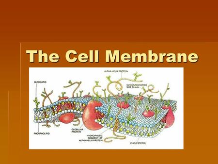 The Cell Membrane. Function  Regulates the movement of materials from one environment to the other.  Transports raw materials into the cell and waste.